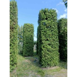 Туя західна (Thuja occidentalis) "Brabant"/ Брабант/ формована /Н 400-500 см/D 120см*120 см/ ком Туя західна (Thuja occidentalis) "Brabant"/ Брабант/ формована /Н 400-500 см/D 120см*120 см/ ком