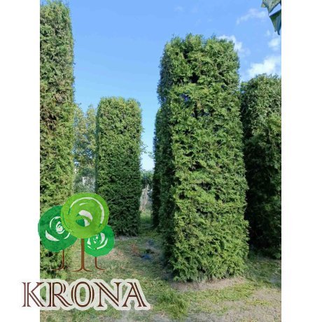 Саджанці купити Туя західна (Thuja occidentalis) "Brabant"/ Брабант/  формована  /Н 400-500 см/D 120см*120 см/ ком