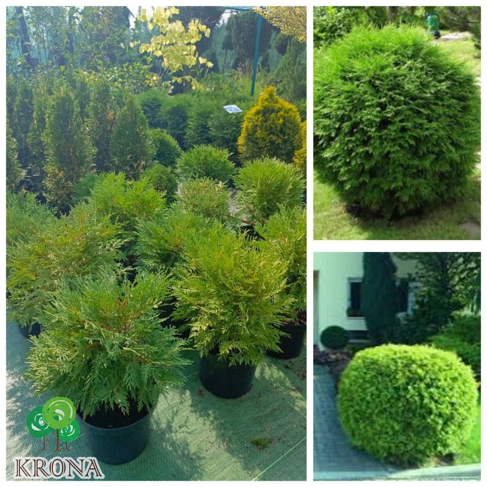 Саджанці купити Туя західна "Globosa" /Н 40-45 см/контейнер С7.5 L