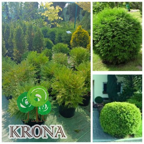 Саджанці купити Туя західна "Globosa" /Н 40-45 см/контейнер С7.5 L