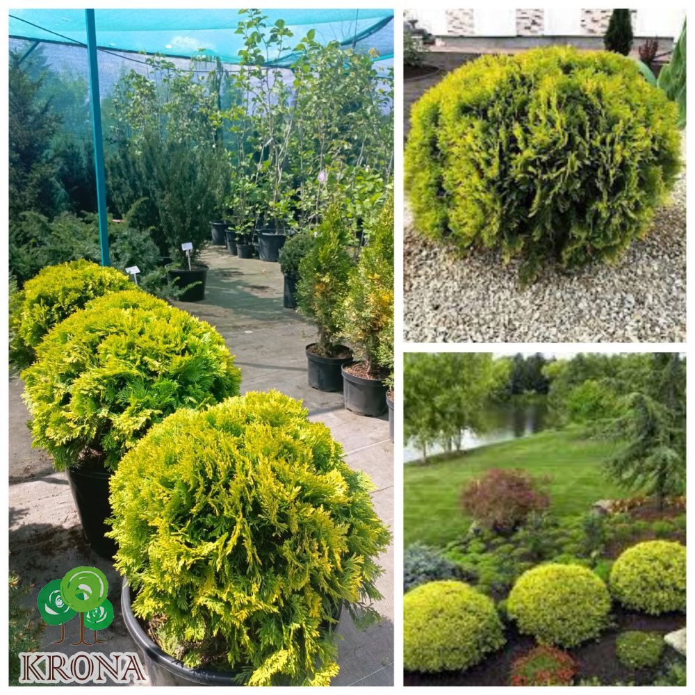 Саджанці купити Туя західна (Thuja occidentalis) "Mirjam"/ D 40*40  см/ контейнер С 25 L
