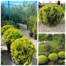 Туя західна (Thuja occidentalis) "Mirjam"/ D 40*40 см/ контейнер С 25 L Туя західна (Thuja occidentalis) "Mirjam"/ D 40*40 см/ контейнер С 25 L