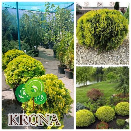 Саджанці купити Туя західна (Thuja occidentalis) "Mirjam"/ D 40*40  см/ контейнер С 25 L