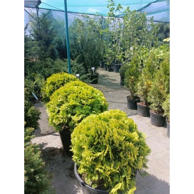Саджанці купити Туя західна (Thuja occidentalis) "Mirjam"/ D 40*40  см/ контейнер С 25 L