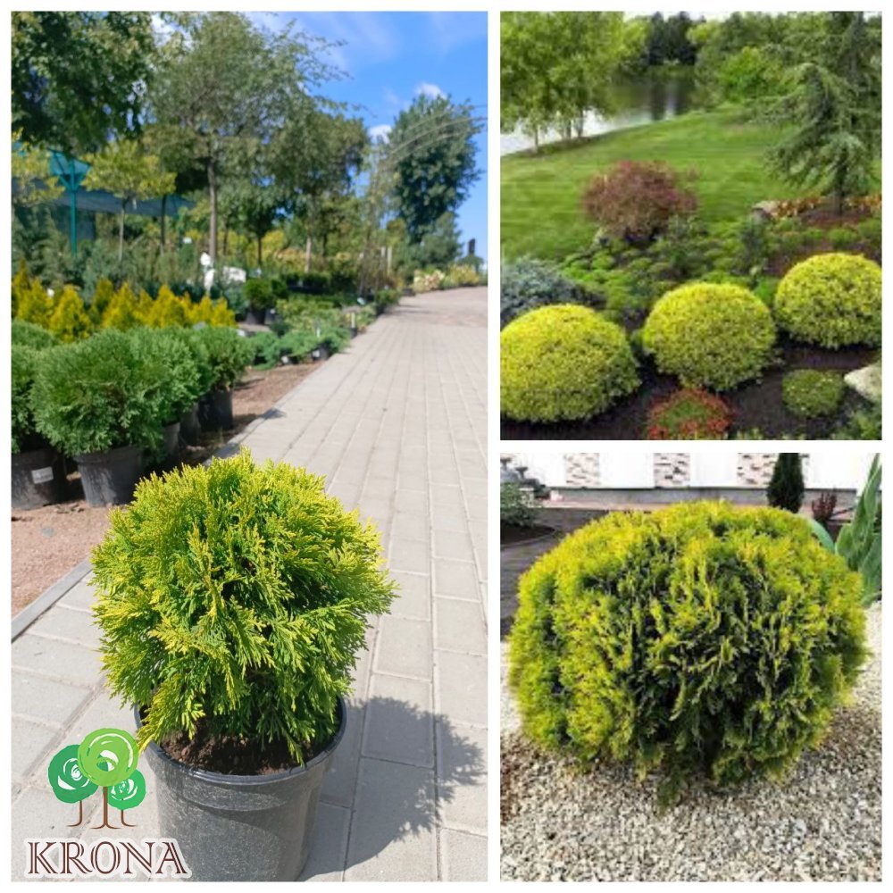 Саджанці купити Туя західна (Thuja occidentalis) "Mirjam"/Міріам/ контейнер С 3L