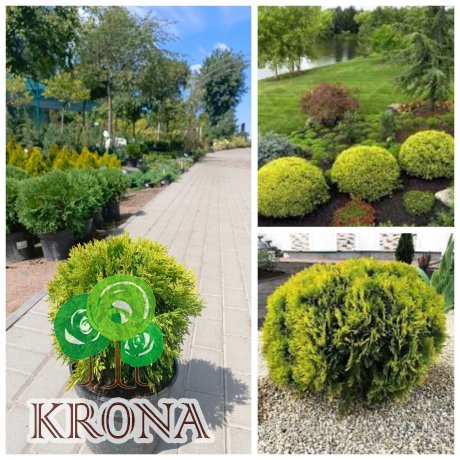 Саджанці купити Туя західна (Thuja occidentalis) "Mirjam"/Міріам/ контейнер С 3L