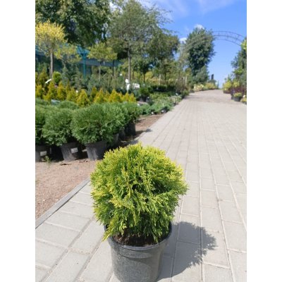 Саджанці купити Туя західна (Thuja occidentalis) "Mirjam"/Міріам/ контейнер С 3L