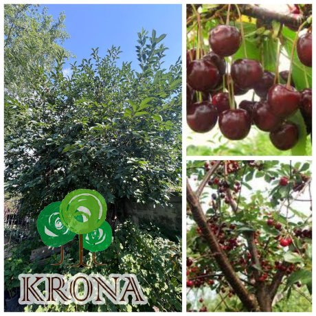 Саджанці купити Вишня "Володимирська"/Н 400-500 см/ ком