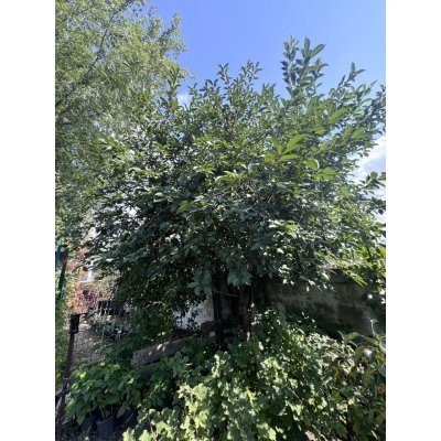 Саджанці купити Вишня "Володимирська"/Н 400-500 см/ ком
