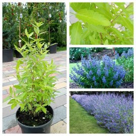 Каріоптеріс кладонський (Caryopteris clandonensis) "Gold Crest"/контейнер C5 L