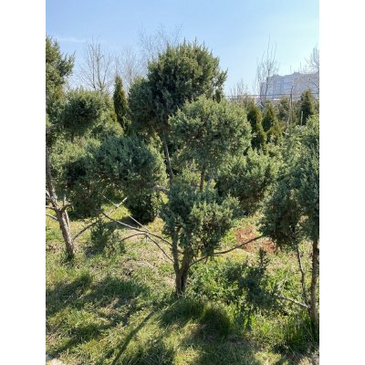 Саджанці купити Ялівець китайський (Juniperus chinensis) "Stricta" ниваки /Н 160 см/ ком
