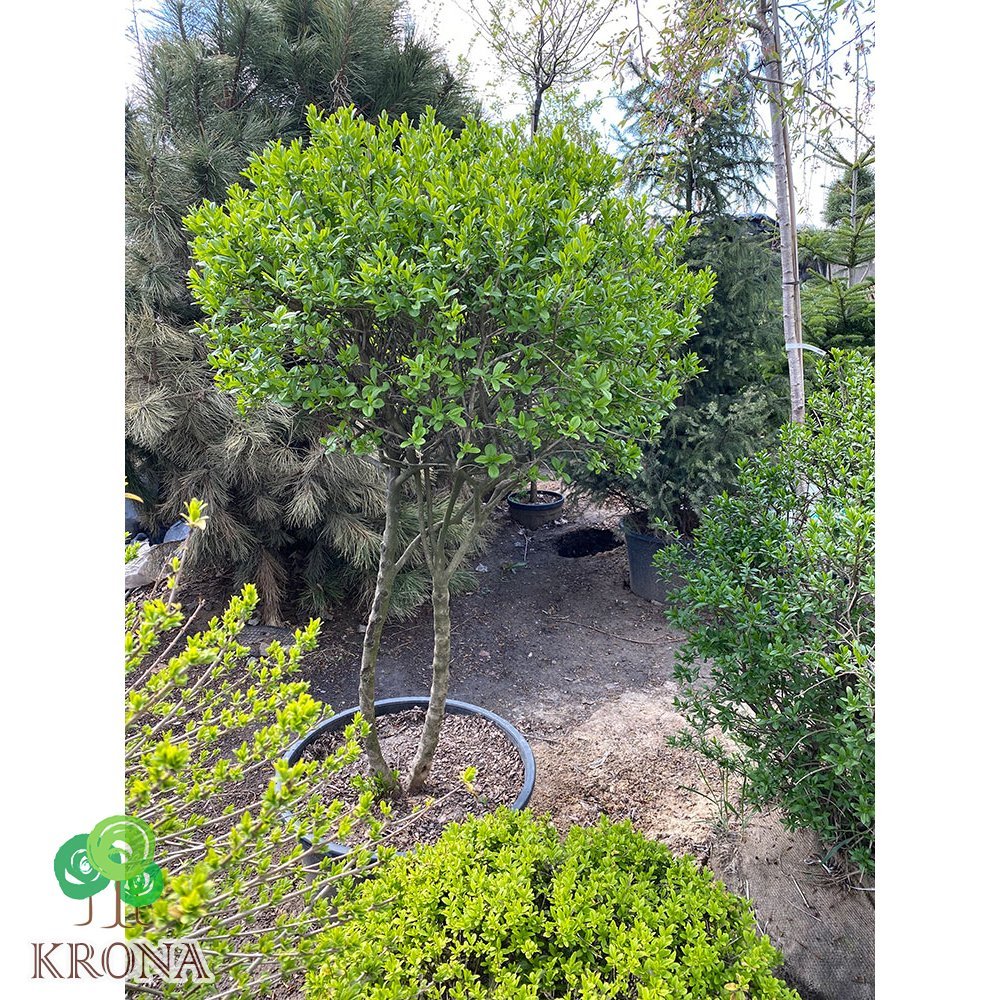 Саджанці купити Бірючина звичайна (Ligustrum vulgare) топіар /Н 150×100 см/ кому
