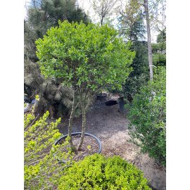 Бірючина звичайна (Ligustrum vulgare) топіар /Н 150×100 см/ кому Бірючина звичайна (Ligustrum vulgare) топіар /Н 150×100 см/ кому