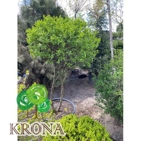 Саджанці купити Бірючина звичайна (Ligustrum vulgare) топіар /Н 150×100 см/ кому
