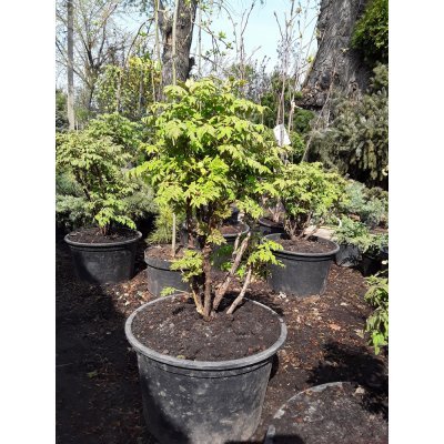 Саджанці купити Півонія деревоподібна Рока (лат. Paeonia rockii) / Н 60 см +/ контейнер С20 L