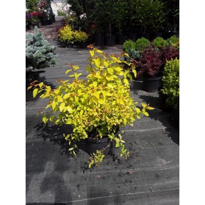 Саджанці купити Спірея японська (Spiraea japonica) "Goldmound" / контейнер C2 L