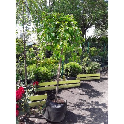 Саджанці купити Шовковиця  (Morus nigra) "Pendula"/Stam150-180 см/НО 8-12см/ big bag