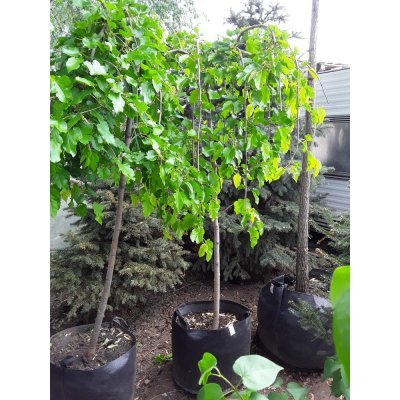 Саджанці купити Шовковиця  (Morus nigra) "Pendula"/Stam150-180 см/НО 8-12см/ big bag