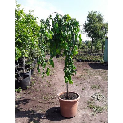 Саджанці купити Ліщина звичайна (Corylus avellana) "Pendula"/Stam 150 см / АЛЕ 8-10 см / контейнер
