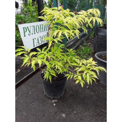Саджанці купити Бузина червона (Sambucus racemosa) "Sutherland Gold" / контейнер C5 L