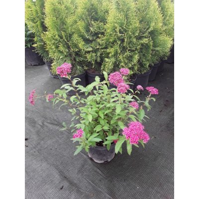 Саджанці купити Спірея японська (Spiraea japonica) "Anthony Waterer" / контейнер C5 L