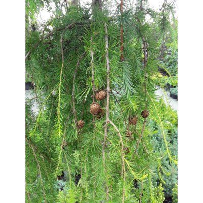 Саджанці купити Модрина європейська (Larix decidua) "Pendula" / 2 Stam / Н160-180 см / контейнер