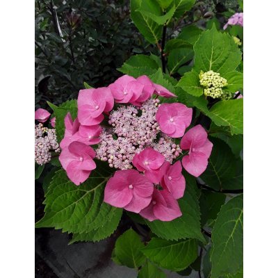 Саджанці купити Гортензія крупнолистова (Hydrangea macrophylla) "Zorro" / контейнер C7.5 L