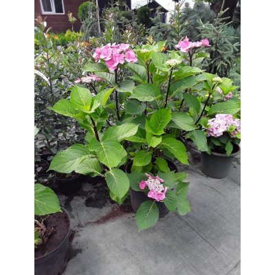 Саджанці купити Гортензія крупнолистова (Hydrangea macrophylla) "Zorro" / контейнер C7.5 L