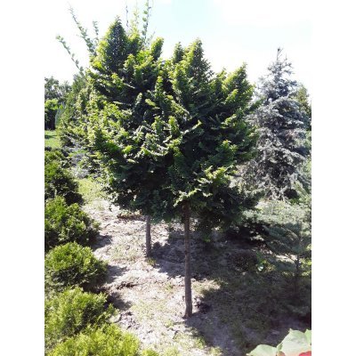 Саджанці купити В'яз голландський (Ulmus hollandica) "Jacqueline Hillier"/Stam 110 см/НО  15-20 см/ком