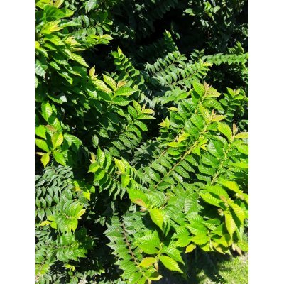 Саджанці купити В'яз голландський (Ulmus hollandica) "Jacqueline Hillier"/Stam 110 см/НО  15-20 см/ком