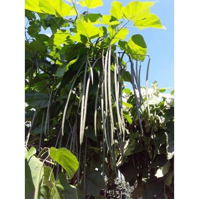 Саджанці купити Катальпа бигнониевидная (Catalpa bignonioides) /H200  см+/ контейнер С 12 L