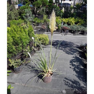 Саджанці купити Пампасна трава або Кортадерія Селло (лат. Cortaderia selloana) / контейнер С3 L