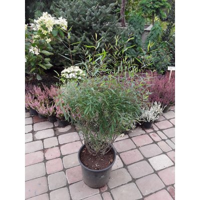 Саджанці купити Верба пурпурна (Salix purpurea) / контейнер С5 L