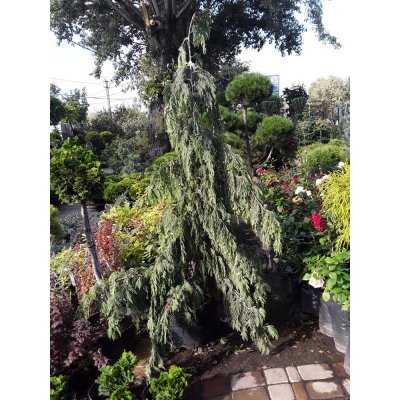 Саджанці купити Кіпарисовик нутканський (Chamaecyparis nootkatensis) "Pendula" / H 190-200 см / контейнер