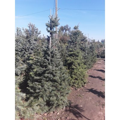 Саджанці купити Псевдотсуга Мензиса  (Pseudotsuga menziesii) / H200 см / ком