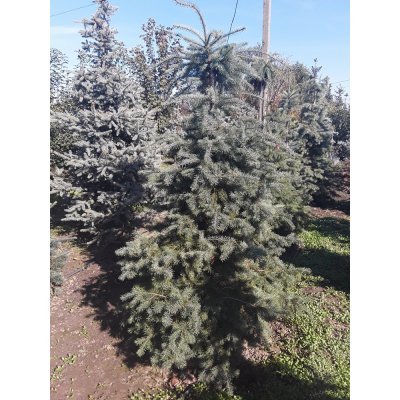 Саджанці купити Псевдотсуга Мензиса  (Pseudotsuga menziesii) / H200 см / ком