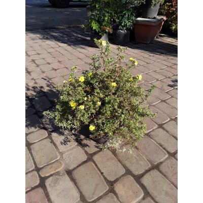 Саджанці купити Перстач кущовий (Potentilla fruticosa) "Kobold" /контейнер C5L