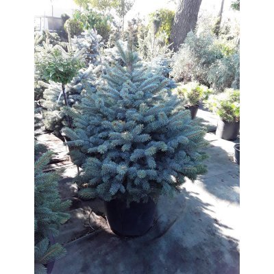 Саджанці купити Ялина колюча блакитна "Super Blue Seedling" / H 100-125 см/ ком