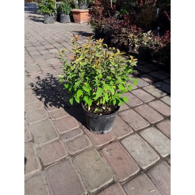 Саджанці купити Спірея японська (Spiraea japonica) "Anthony Waterer" / контейнер C5 L