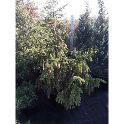 Саджанці купити Ялина звичайна (Picea abies) "Acrocona" / H100 см / D 130 см / контейнер