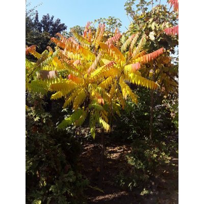 Саджанці купити Сумах оленерогий / Оцтове дерево (Rhus typhina) / Н 250-300 см / ком