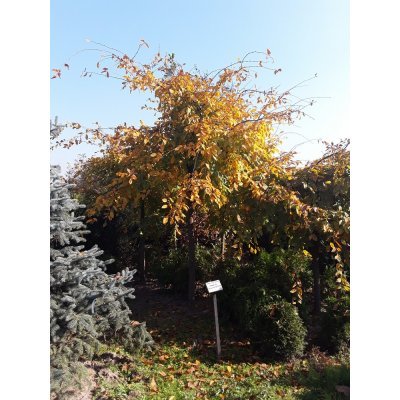 Саджанці купити Граб звичайний 'Pendula' /Stam 180-200 см/НО 30-38 см/ контейнер