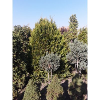 Саджанці купити Туя складчаста (Thuja plicata) "Kornik"/Н 160 см/кому