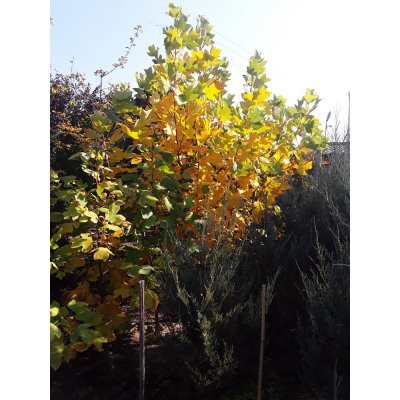 Саджанці купити Тюльпанове дерево (Liriodendron tulipifera) /Н 350+ см/АЛЕ 6-8см /ком