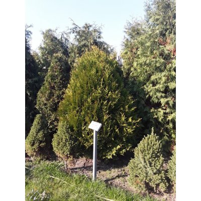 Саджанці купити Туя складчаста (Thuja plicata) "Kornik"/Н 160 см/кому