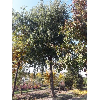 Саджанці купити Верба Матсуди (Salix matsudana) "Tortuosa" / Н 10 м / АЛЕ 85 см / ком