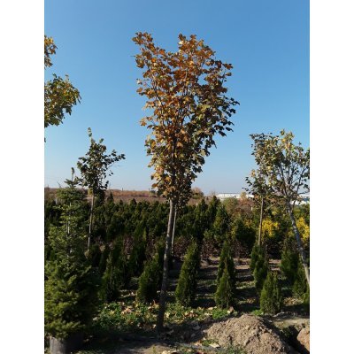 Саджанці купити Клен ложноплатановий (Acer pseudoplatanus) / H 400-500 см + / НО 30-45+ см / ком