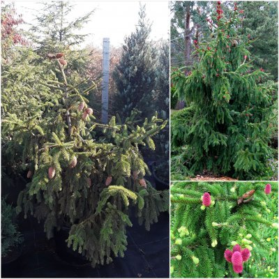 Саджанці купити Ялина звичайна (Picea abies) "Acrocona" / H100 см / D 130 см / контейнер