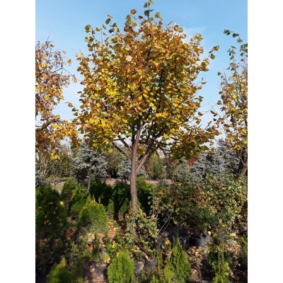 Саджанці купити Липа дрібнолиста (Tilia cordata) /H 500-600 см/НО 43-53  см/ком