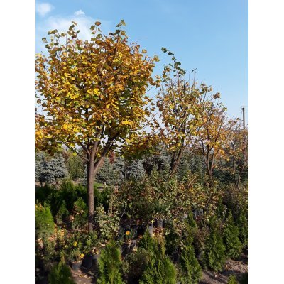 Саджанці купити Липа дрібнолиста (Tilia cordata) /H 500-600 см/НО 43-53  см/ком